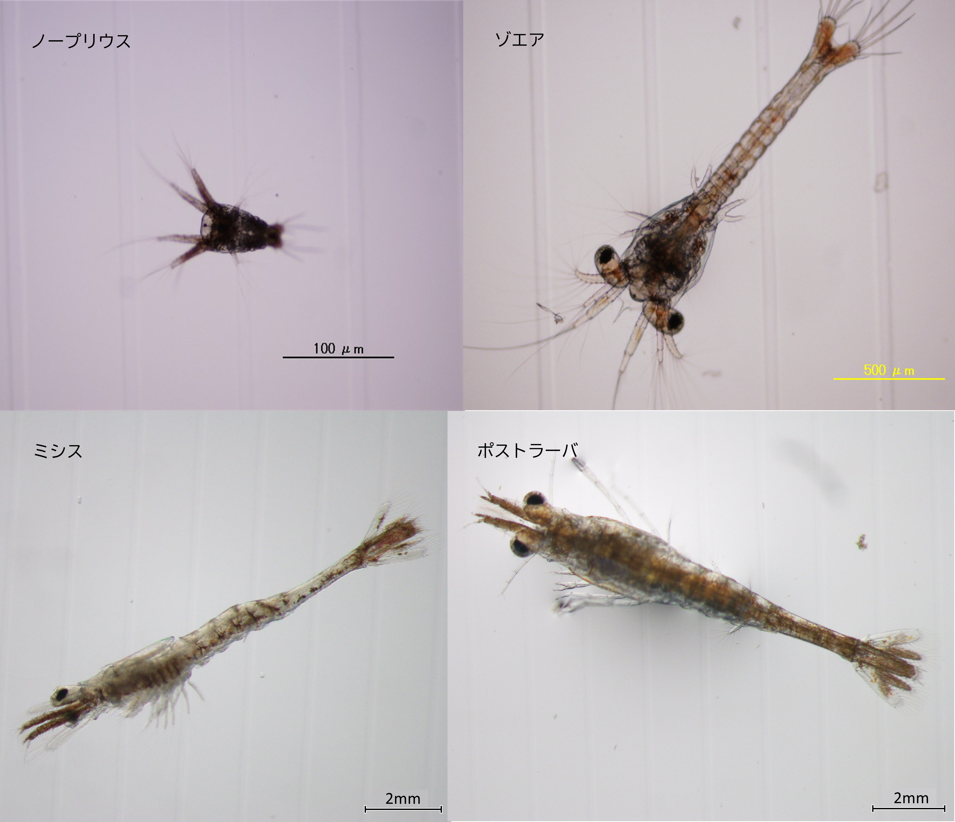 ヨシエビの変態