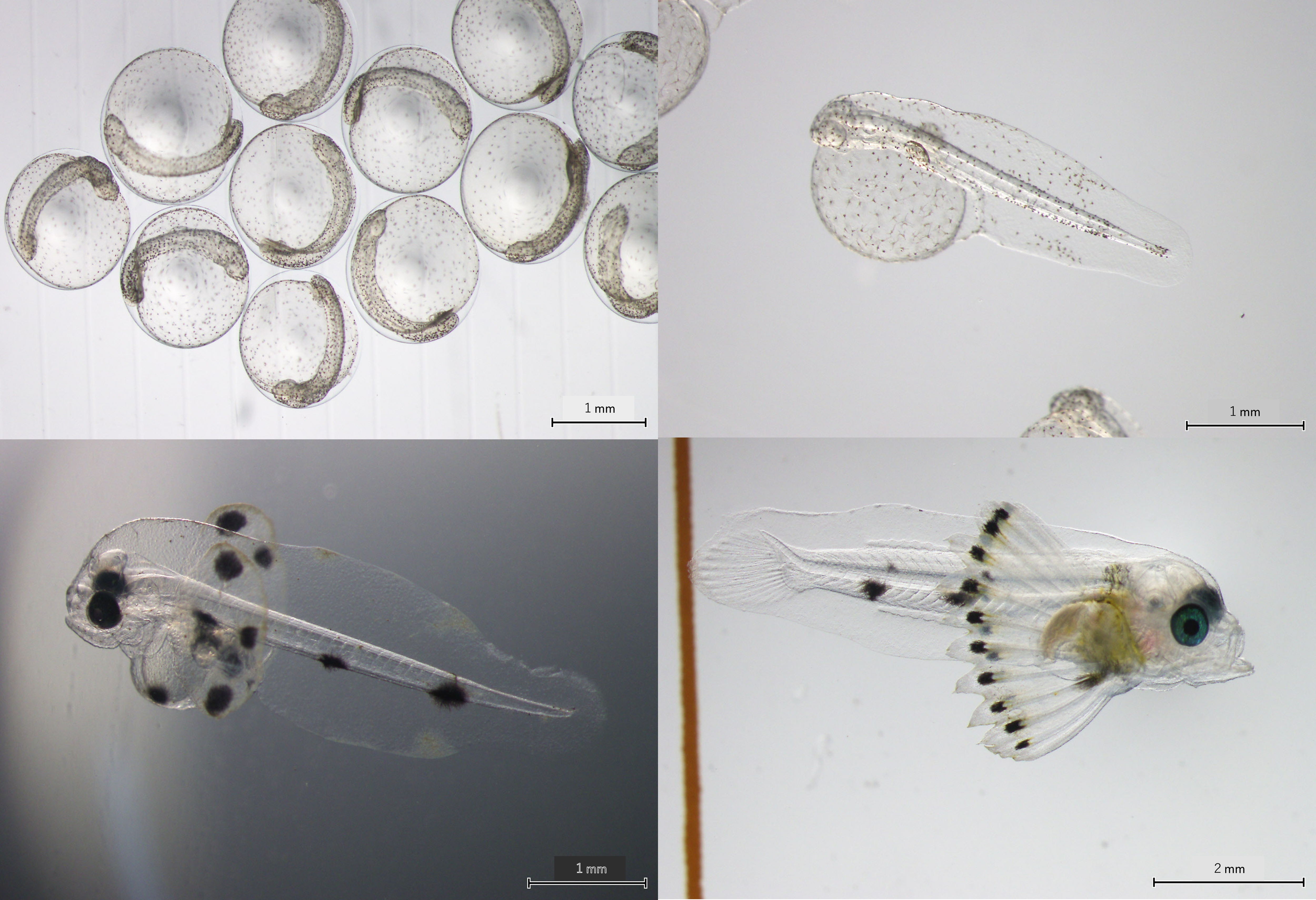 オニオコゼの変態