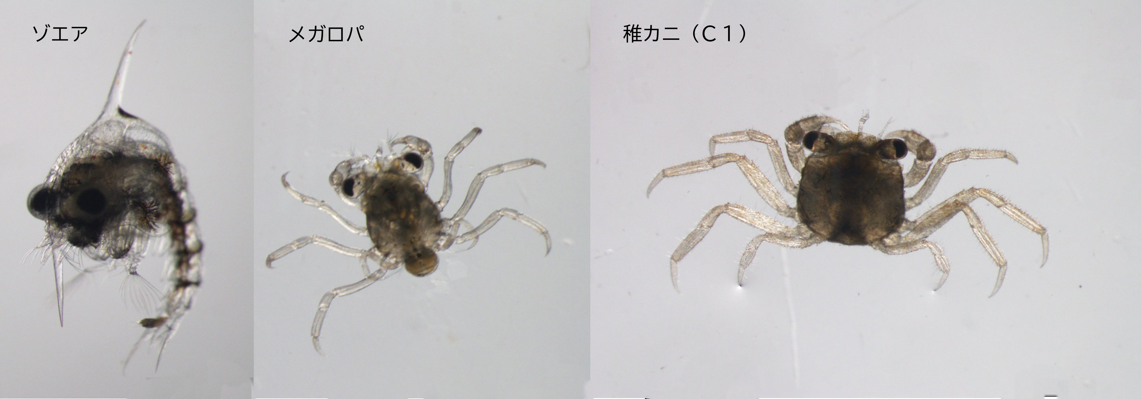 モクズガニの変態