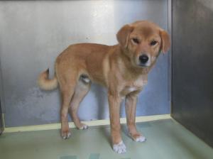 笠岡市カブト西町　雑種　成犬　茶白　オス　中　緑首輪　赤黒リード