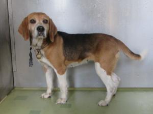 笠岡市大井南　ビーグル　成犬　茶黒白　メス　中　赤首輪　鈴付首輪