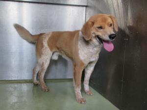 井原市芳井町宇戸川　雑種　成犬　オス　中　赤首輪