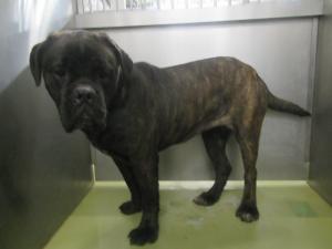 和気町矢田の犬