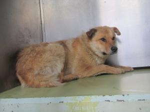 笠岡市カブト中央町　雑種　成犬　茶　オス　中　首輪なし