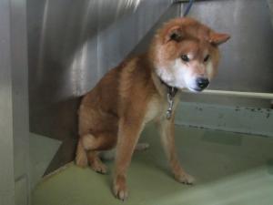 奈義町豊沢　柴犬　成犬　茶　オス　中　赤色首輪　ナスカン