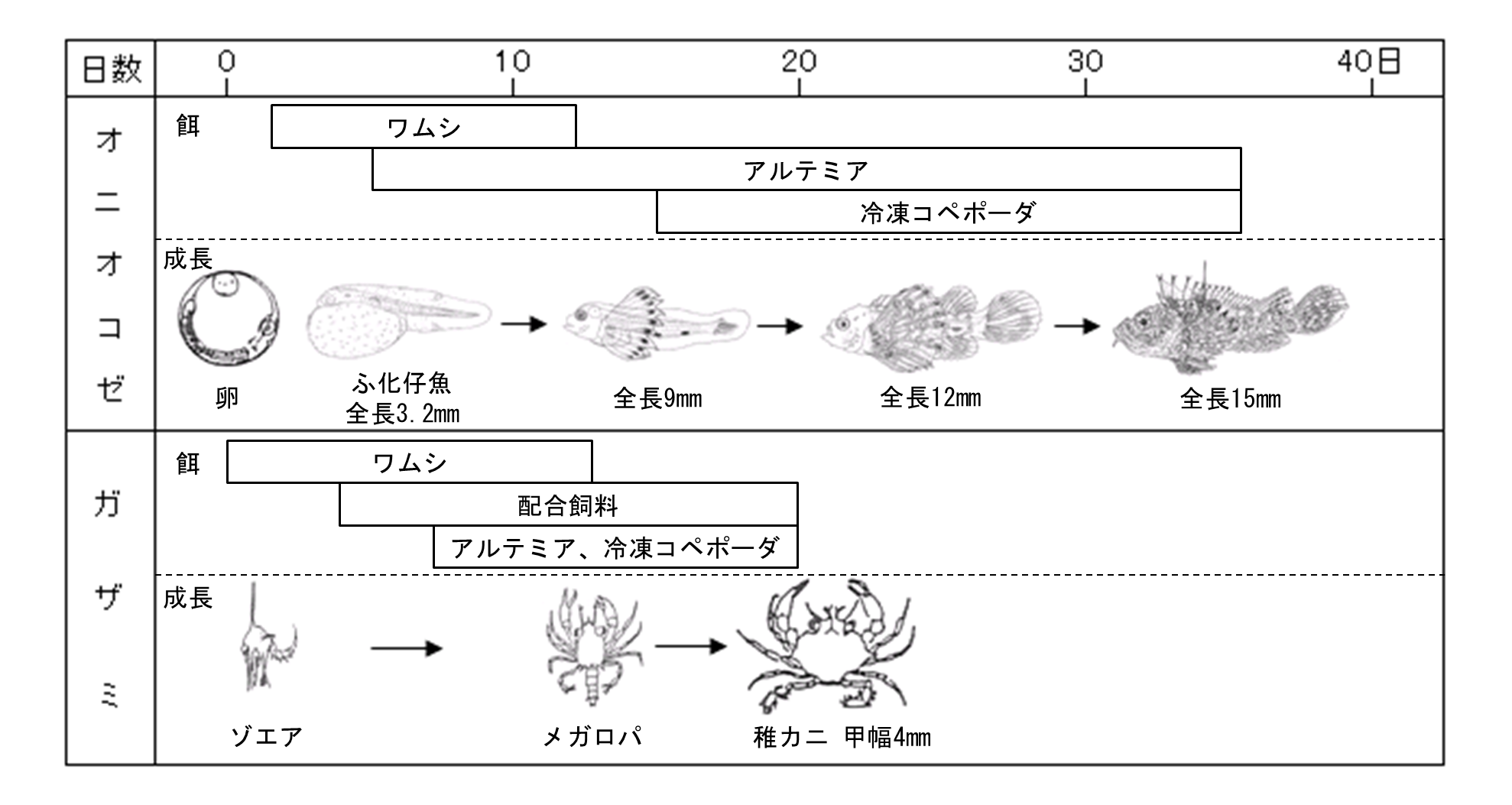 オニオコゼ、ガザミ発生、餌料系列