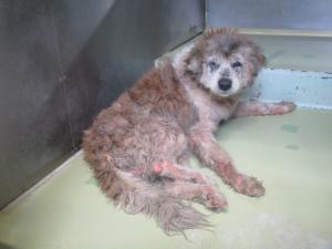 玉野市長尾　雑種　成犬　茶白　オス　中　青色首輪