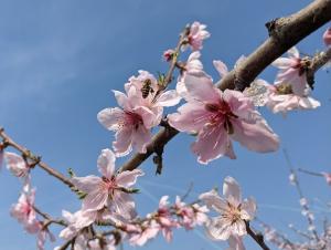 清水白桃の花の様子を撮影した写真です