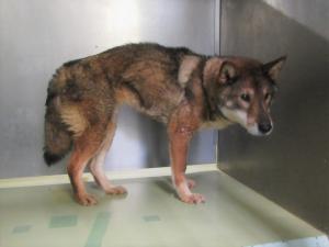 赤磐市桜が丘西　雑種　成犬　黒茶白　メス　中　首輪なし