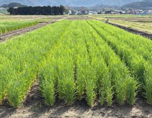 圃場の様子を撮影した写真です