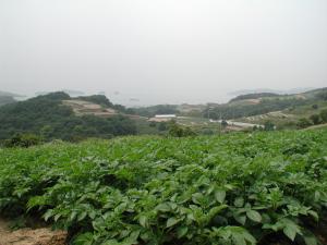種バレイショ栽培圃場の様子を撮影した写真です