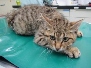 津山市日本原　雑種　成猫　キジトラ　オス　中　負傷　首輪なし