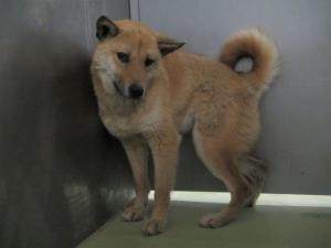 総社市新本　雑種　成犬　茶黒　メス　中型　首輪なし