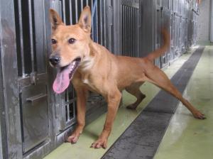 赤磐市広戸　雑種　成犬　茶　メス　中　首輪なし