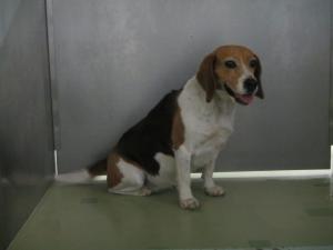 津山市小原　ビーグル　成犬　黒白茶　メス　中　黒色首輪　ペンダントライト