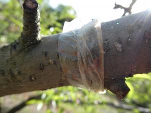 両面テープに大量の橙色のカイガラムシ幼虫が捕獲されている