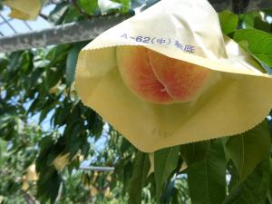 「はなよめ」収穫前の様子