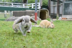 うさぎ