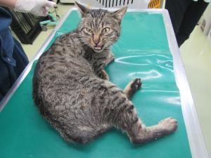 赤磐市下仁保　雑種　成猫　キジトラ　オス　中　首輪なし