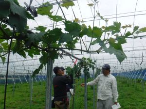 先輩農家からの助言