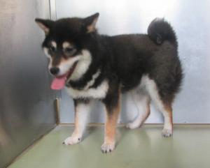赤磐市上仁保 柴犬 成犬 黒白茶 メス 中 首輪なし マイクロチップ有