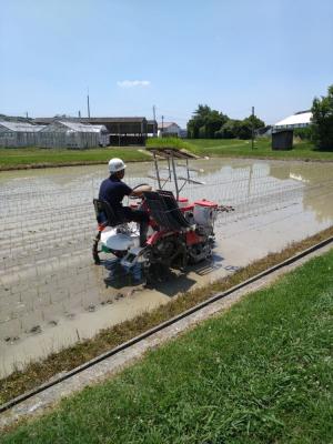 田植作業の様子を撮影した写真です