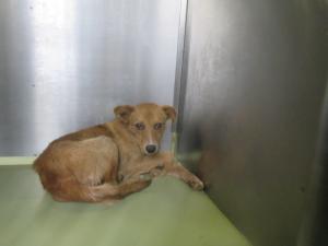 笠岡市東大戸　犬　雑種　茶　オス　中　首輪なし