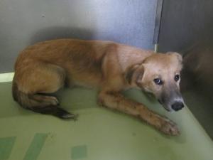 高梁市備中町西山 犬 雑種 オス 茶黒 首輪なし