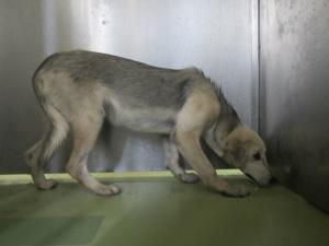 高梁市備中町西山 犬 雑種 メス 白黒 首輪なし