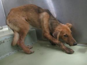 高梁市備中町西山 犬 雑種 メス 茶黒 首輪なし