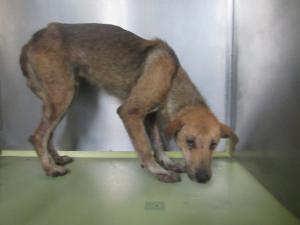 高梁市備中町西山 雑種 成犬 茶 オス 中 首輪なし