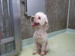 津山市宮尾　トイプードル　成犬　薄茶　メス　小　首輪なし