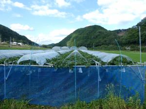 中央の列が被覆除去、左が遮光資材、右が被覆あり