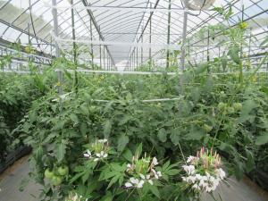 【天敵温存植物のクレオメを定植】
