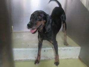 西粟倉村塩谷　猟犬様　成犬　黒茶　メス　中　チェーン首輪
