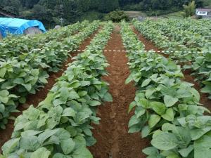【生育状況(手前:保水材施用区、奥:無施用区)】