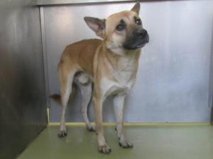 高梁市川上町下大竹　雑種　成犬　茶　オス　中　鈴付赤色首輪