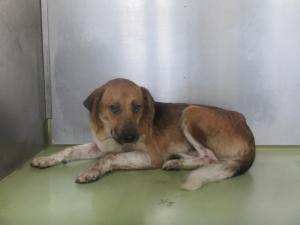 高梁市備中町西山　雑種　成犬　茶白黒　オス　中　首輪なし