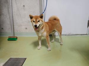 津山市戸島　柴犬　成犬　茶　オス　中　茶色首輪　ちぎれたチェーンリード