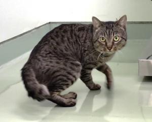 2620019の猫