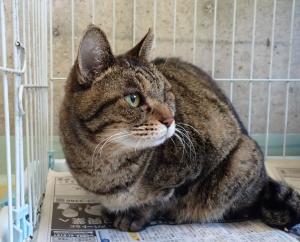 005の猫