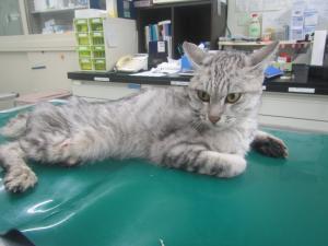 玉野市の猫
