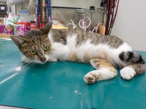 奈義町上町川　雑種　成猫　キジ白　メス　中　首輪なし　負傷