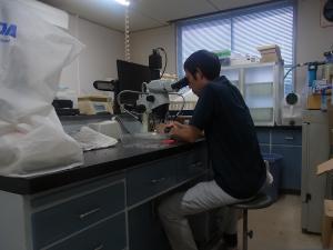 顕微鏡で花芽分化の確認をしている写真です