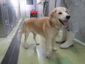 井原市芳井町下鴨　雑種　成犬　茶白　オス　中　青色首輪