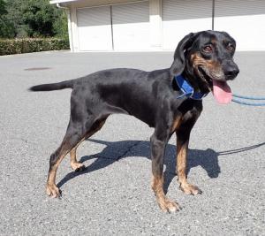 2610057犬