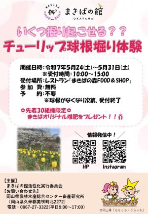 チューリップ球根堀り体験