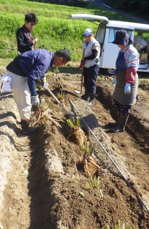 【大苗を１株ずつ丁寧に定植】の画像
