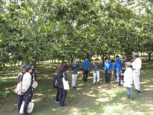 生産者から栗栽培の説明