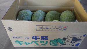 牛窓キャベツ